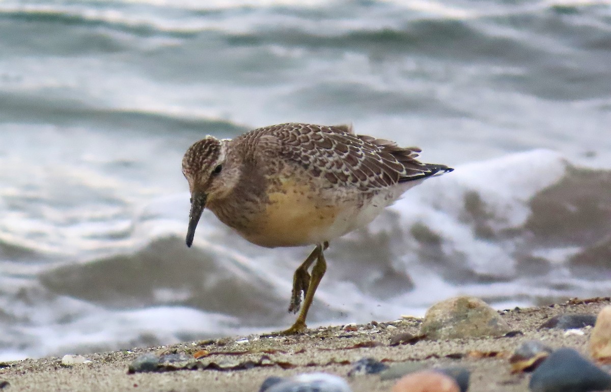 Red Knot - ML624204372