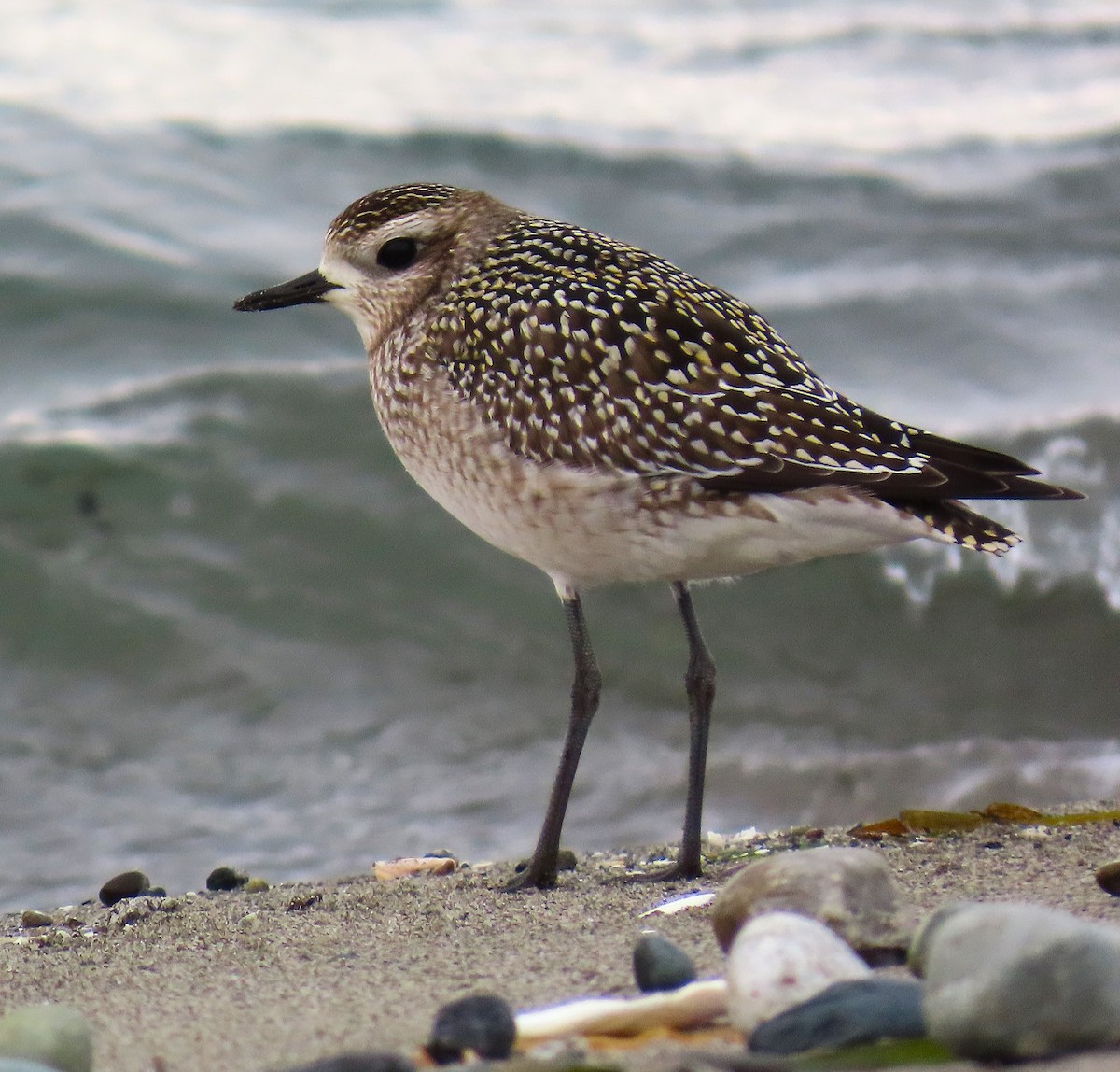 American Golden-Plover - ML624204374