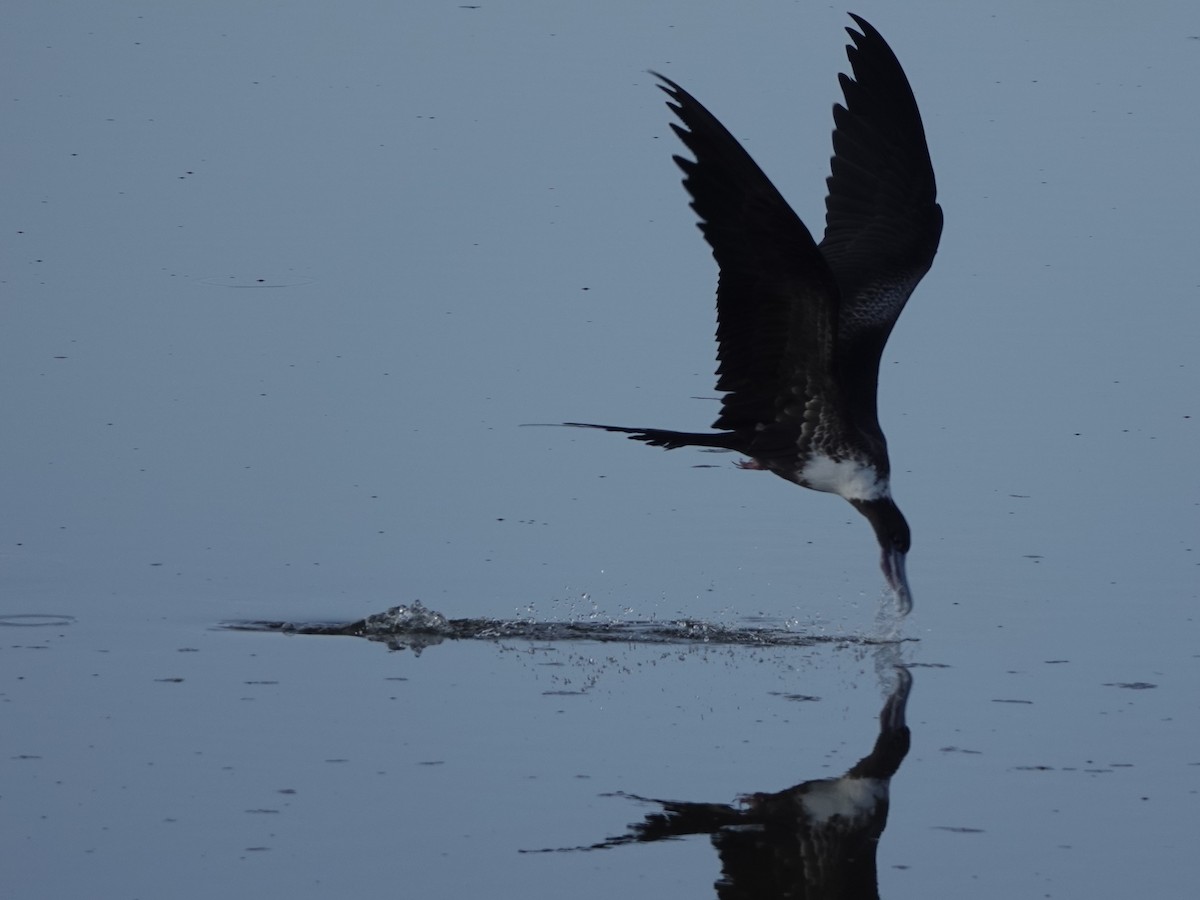 Magnificent Frigatebird - Mike Blancher