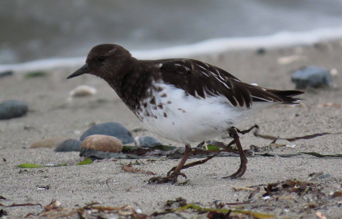 Black Turnstone - ML624204391