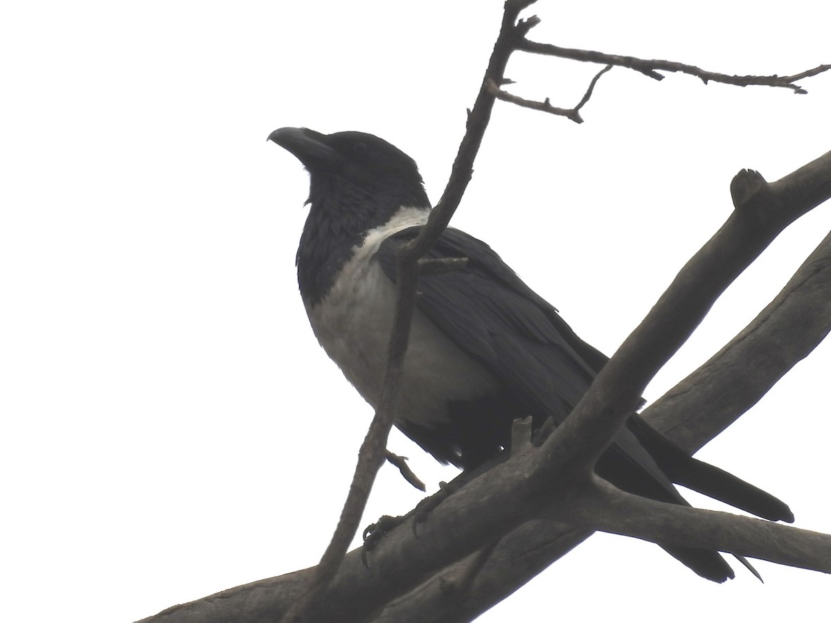 Pied Crow - ML624204418