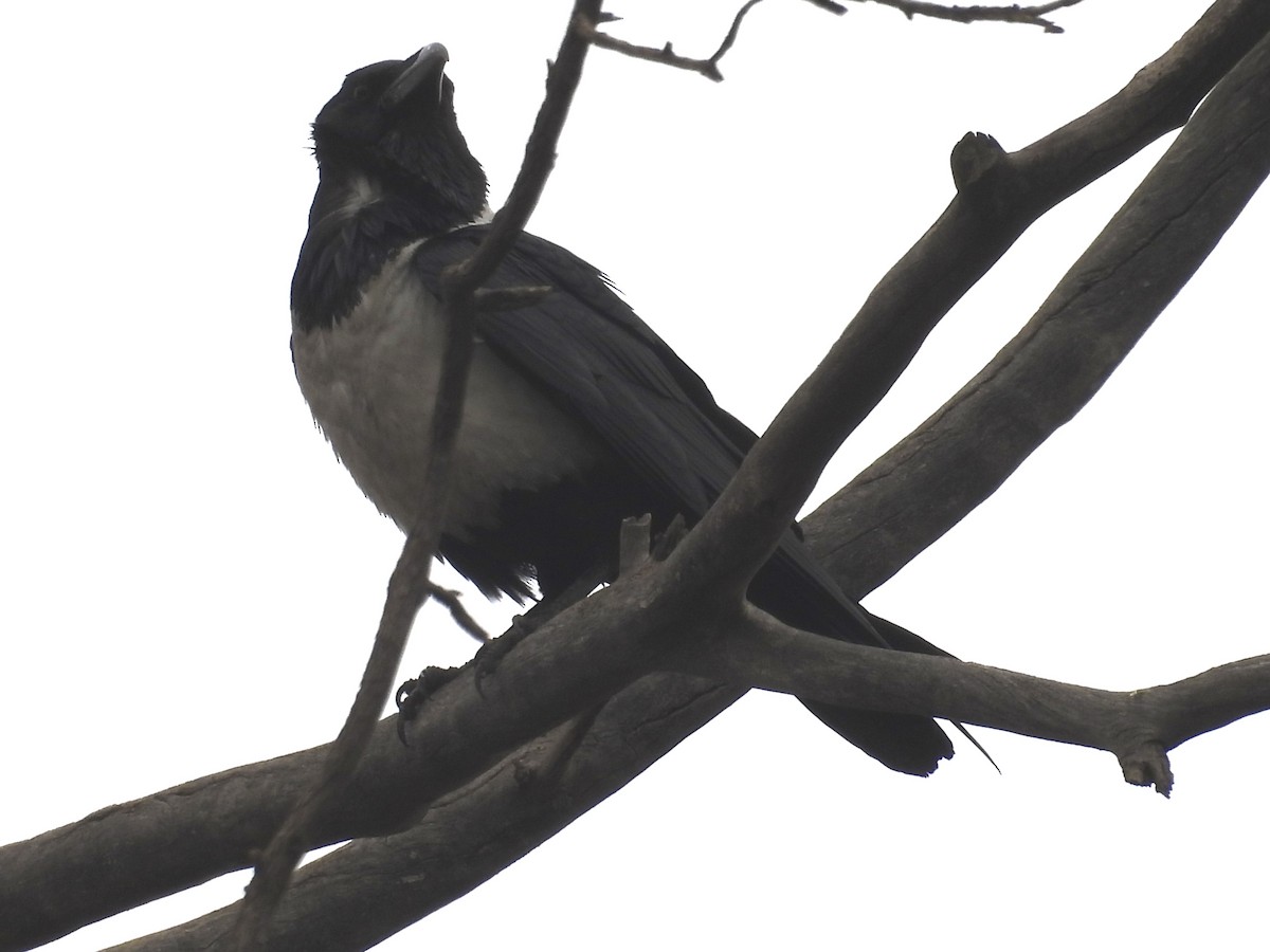 Pied Crow - ML624204419