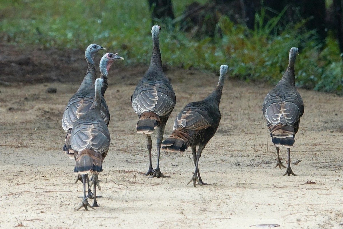 Wild Turkey - ML624204432