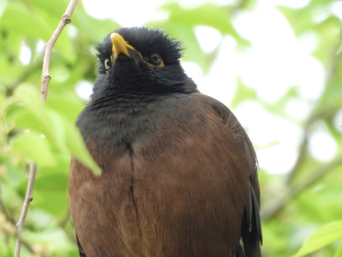 Common Myna - ML624204439