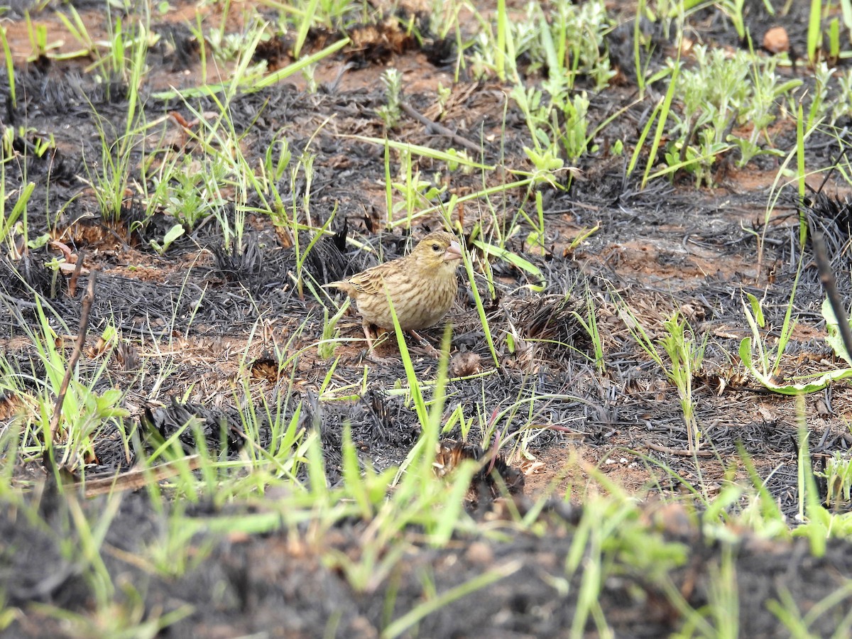 オオキンランチョウ - ML624204447