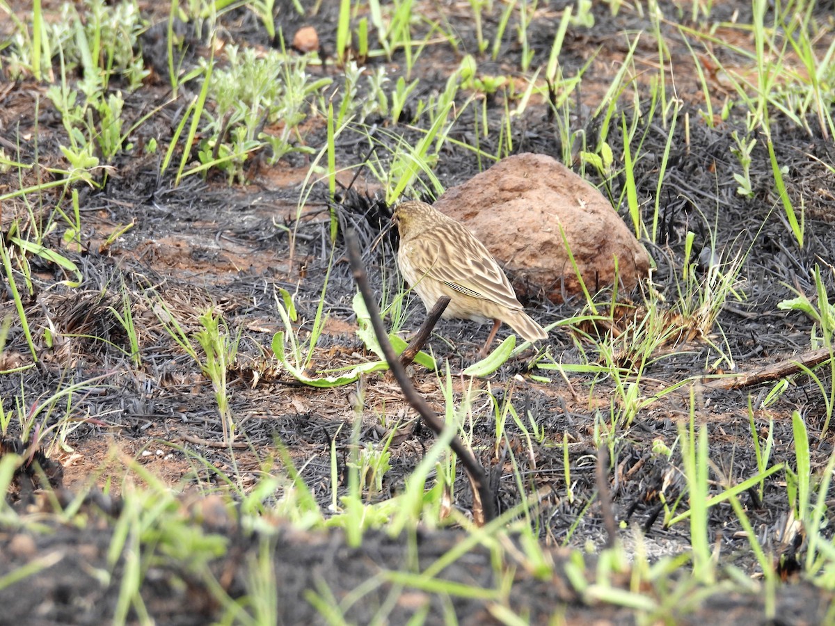 Southern Red Bishop - ML624204448