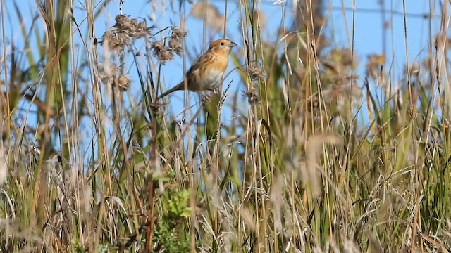 LeConte's Sparrow - ML624204458