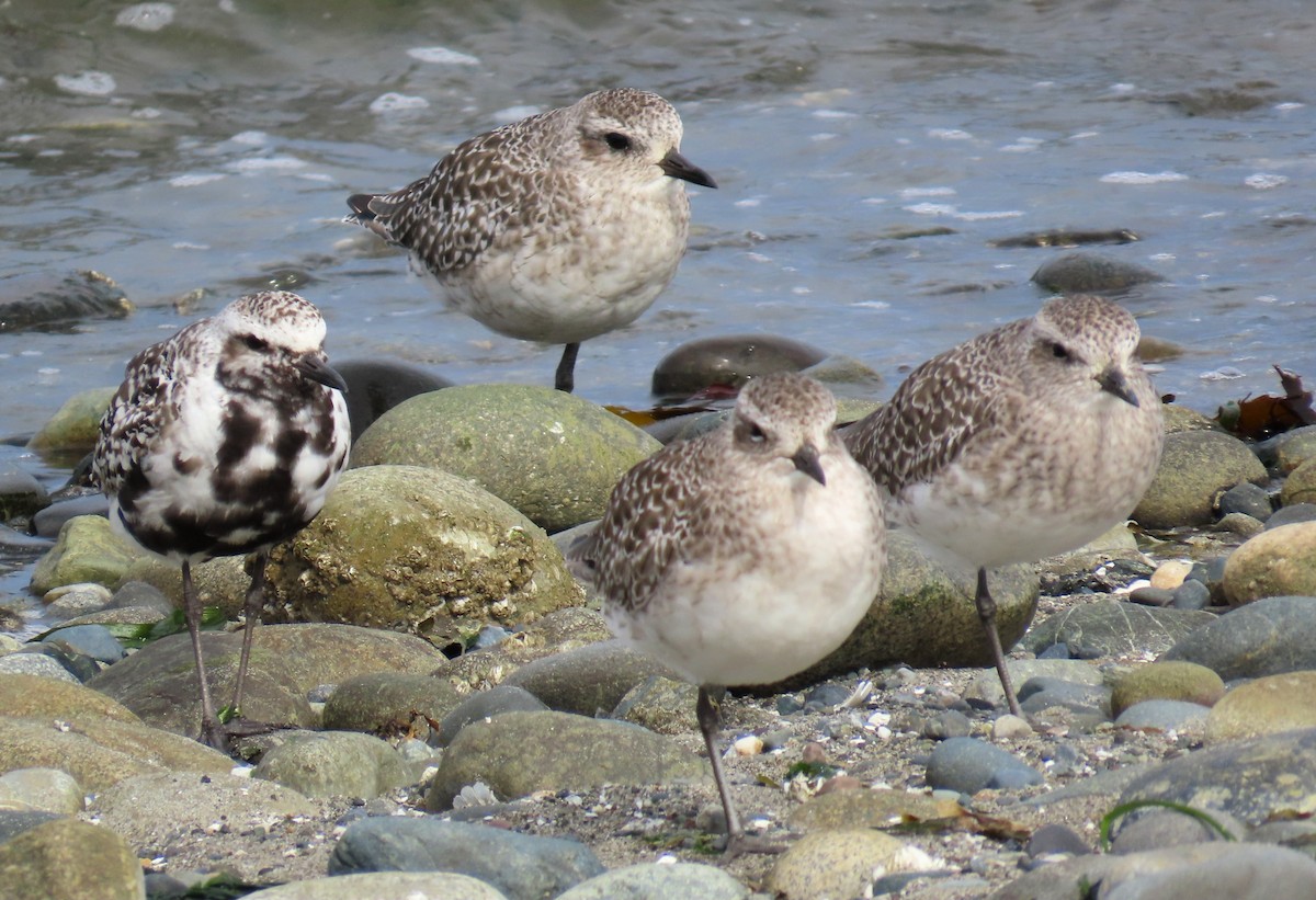 Black-bellied Plover - ML624204466