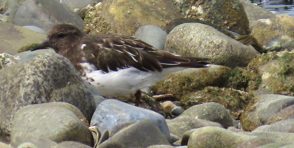 Black Turnstone - ML624204486