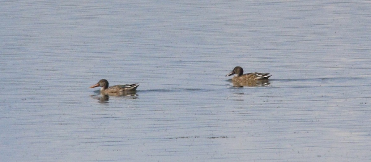 Northern Shoveler - ML624204502