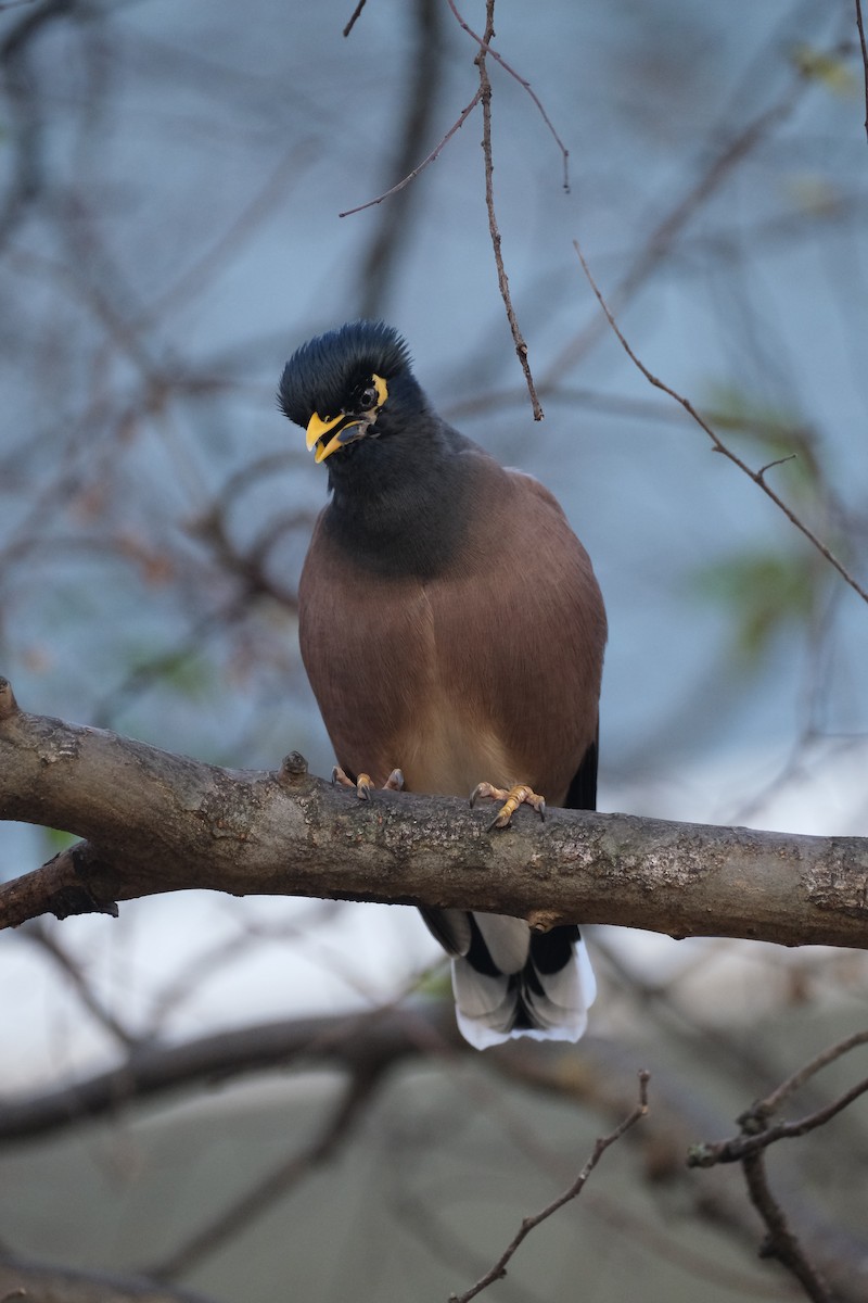 Common Myna - Bea Monica Reyes