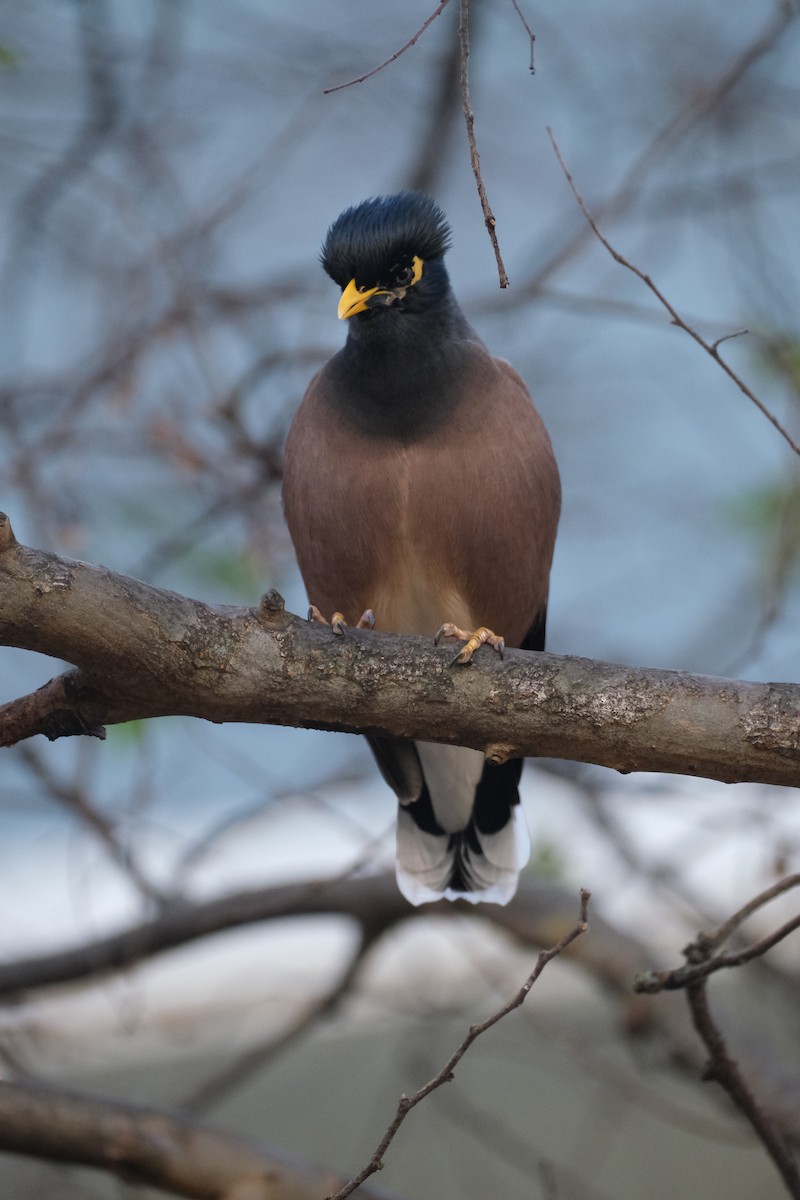 Common Myna - ML624204521