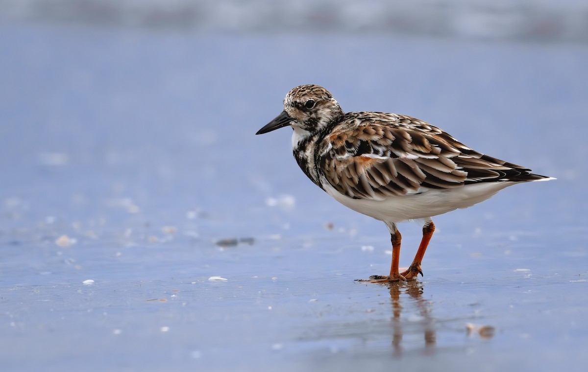 Ruddy Turnstone - Karen Szafrajda