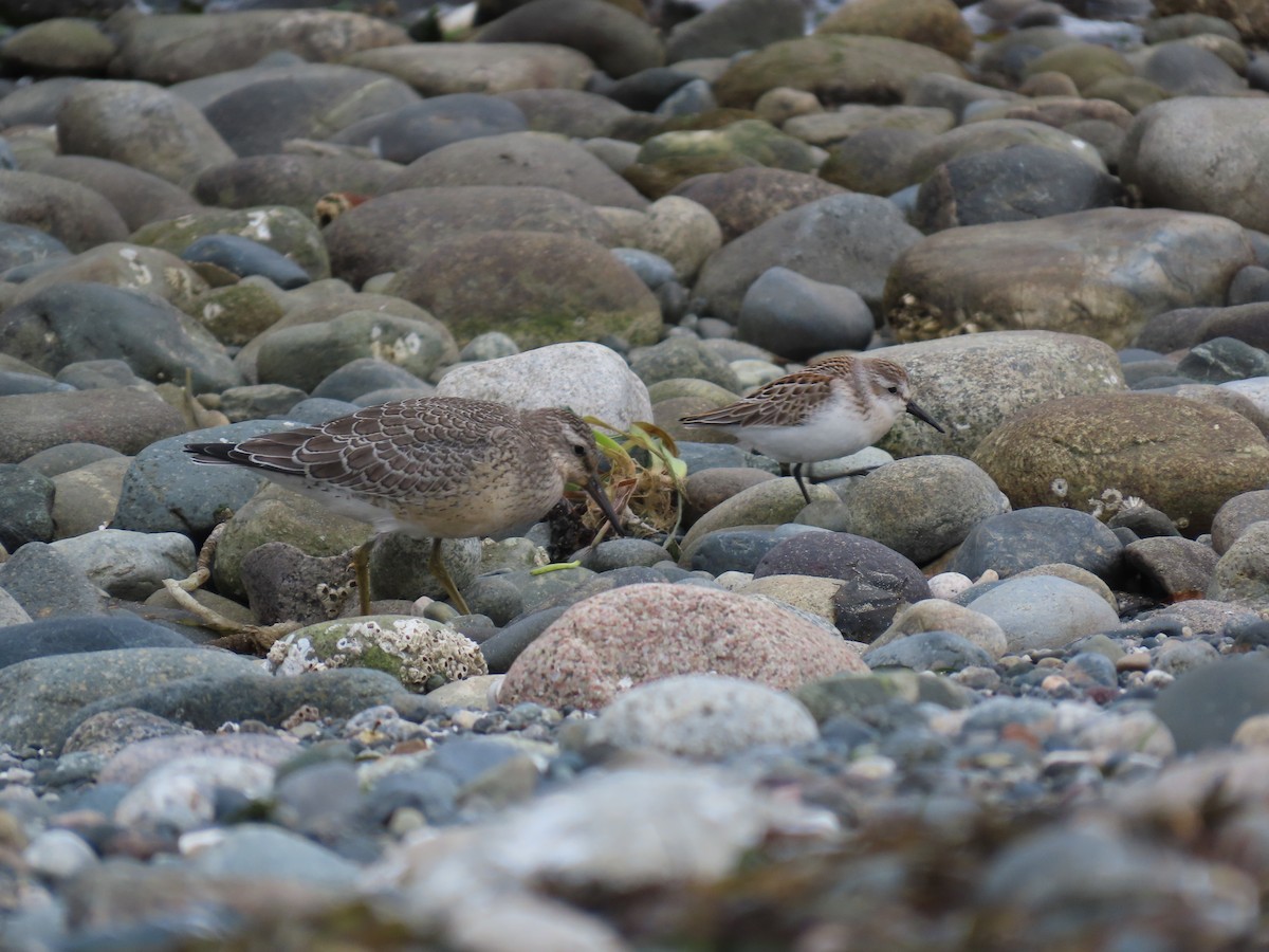 Western Sandpiper - Linda Archer