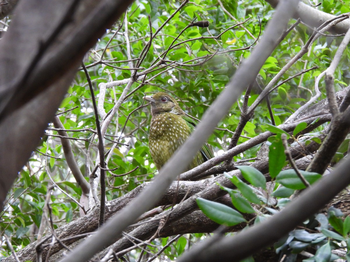 Green Catbird - Christine Rand