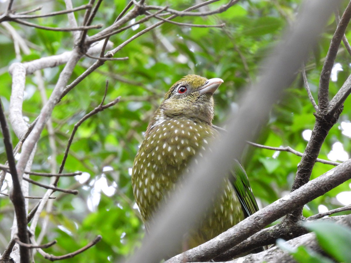 Green Catbird - ML624204549