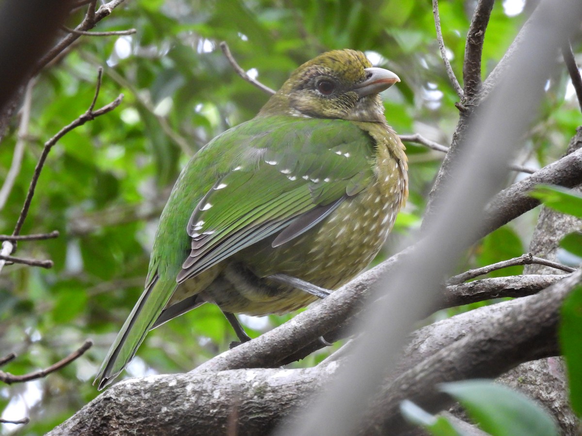 Green Catbird - ML624204550