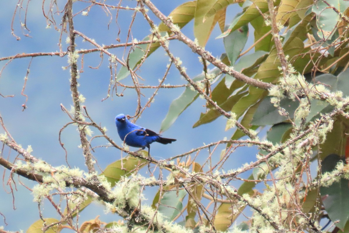 Blue-and-black Tanager - ML624204551