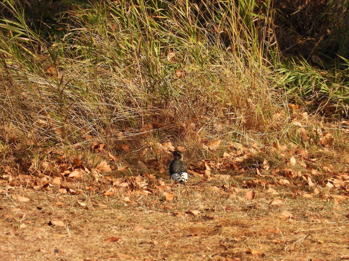 Red-headed Woodpecker - ML624204553