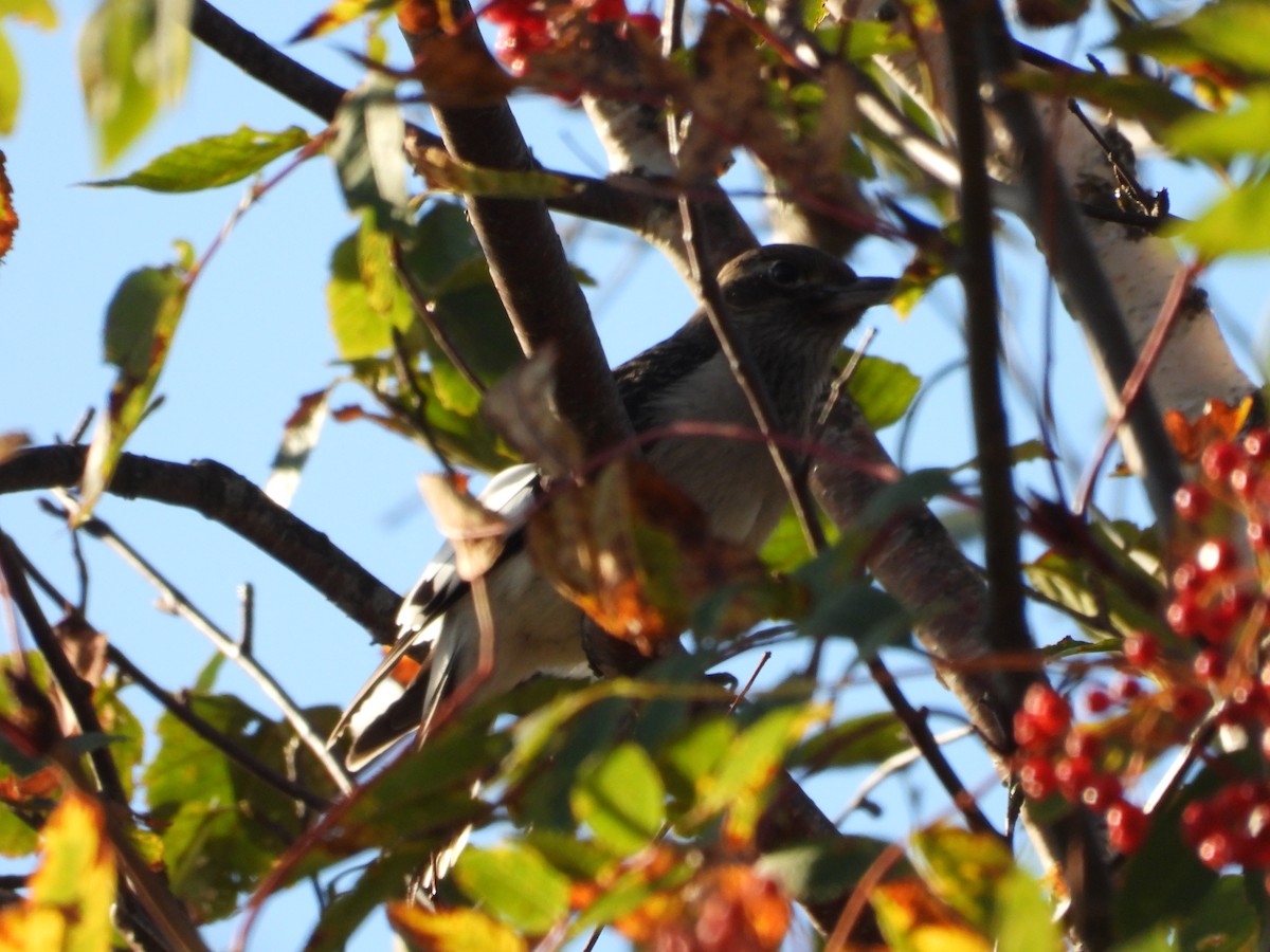 Red-headed Woodpecker - ML624204554