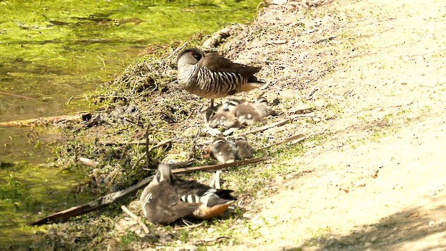 Pink-eared Duck - ML624204556