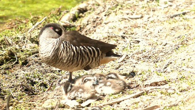 Pink-eared Duck - ML624204558