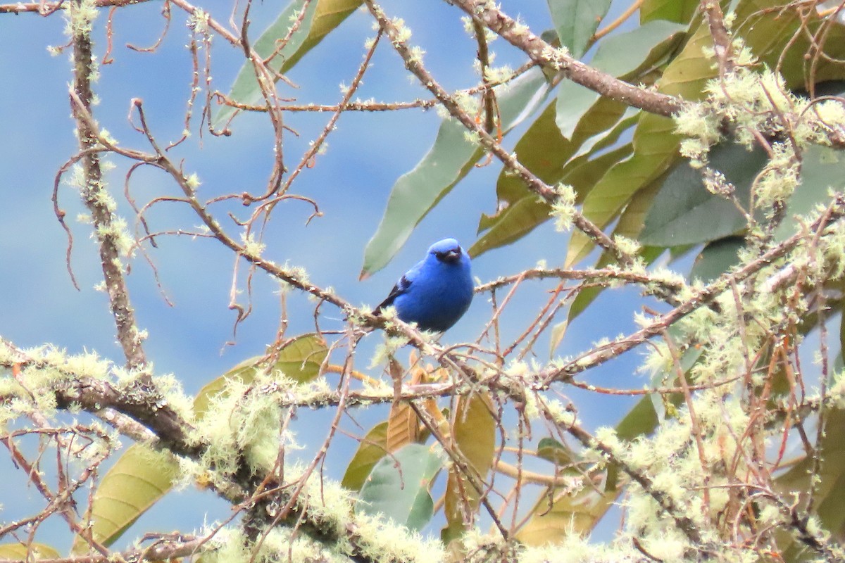 Blue-and-black Tanager - Thore Noernberg