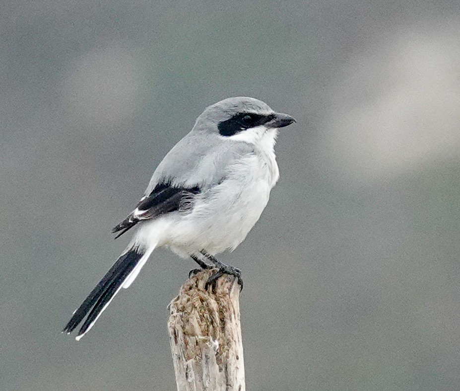 Loggerhead Shrike - ML624204571