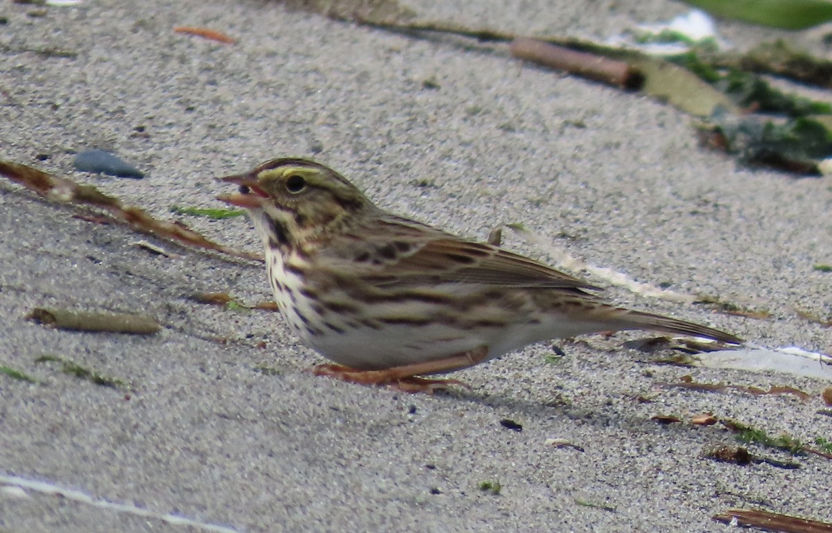 Savannah Sparrow - ML624204601