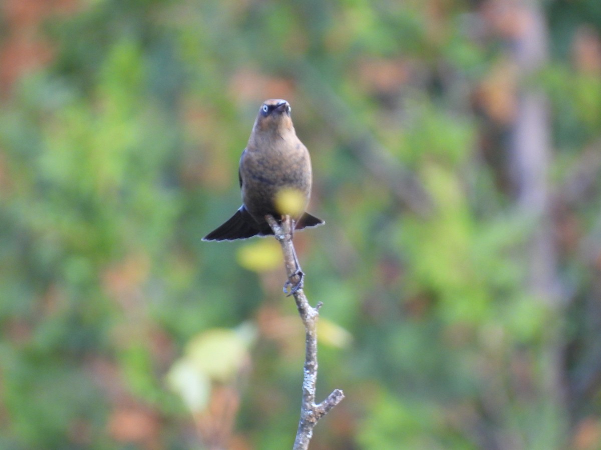 Rusty Blackbird - Joseph McGill