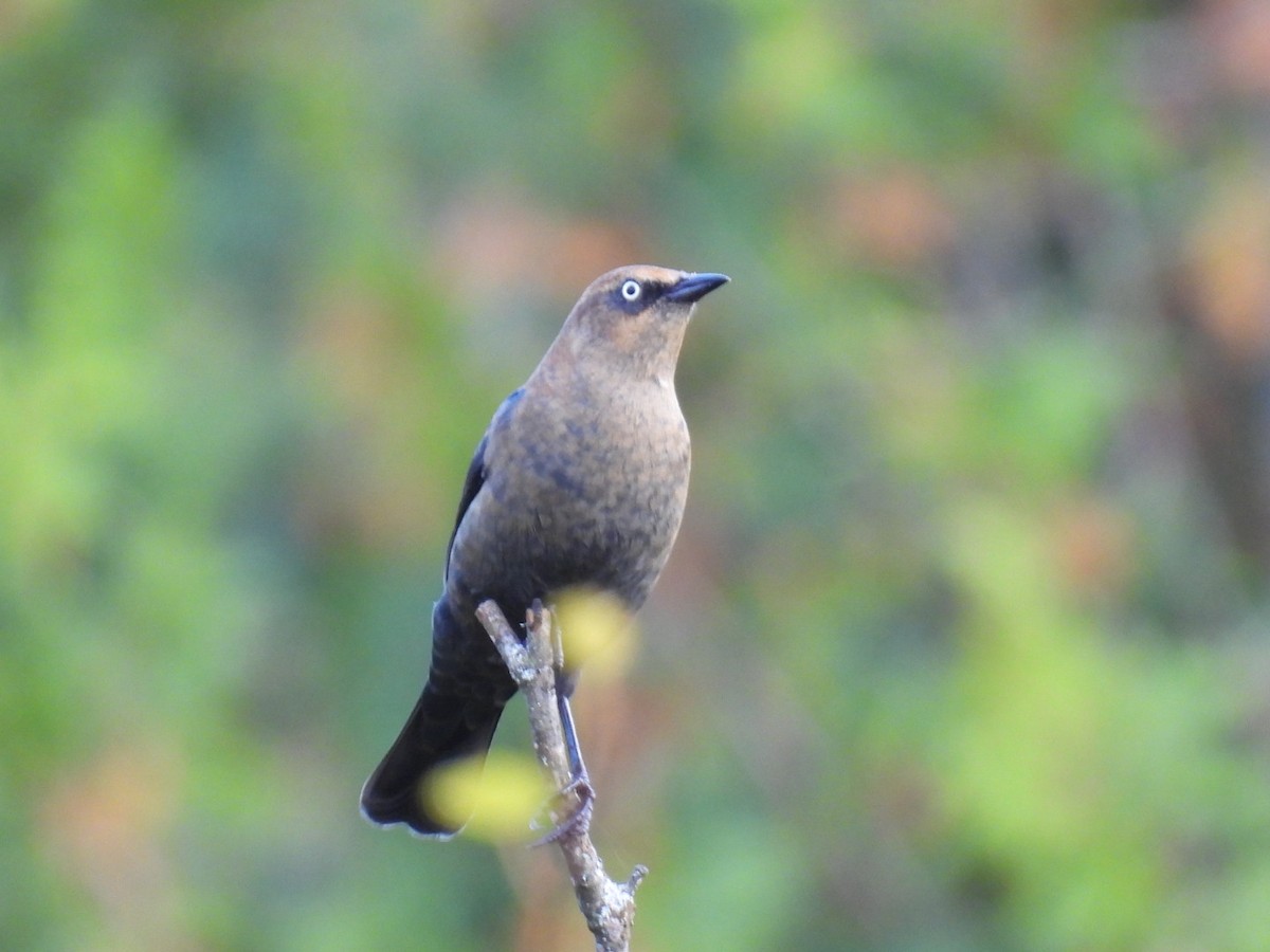 Rusty Blackbird - Joseph McGill