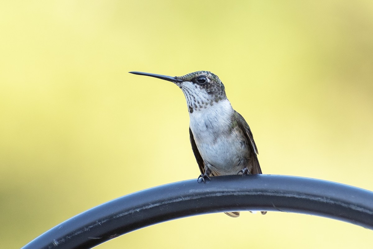 Ruby-throated Hummingbird - ML624204646