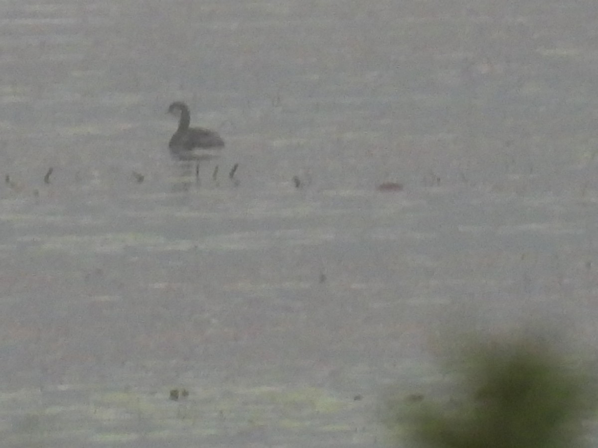 Pied-billed Grebe - ML624204658