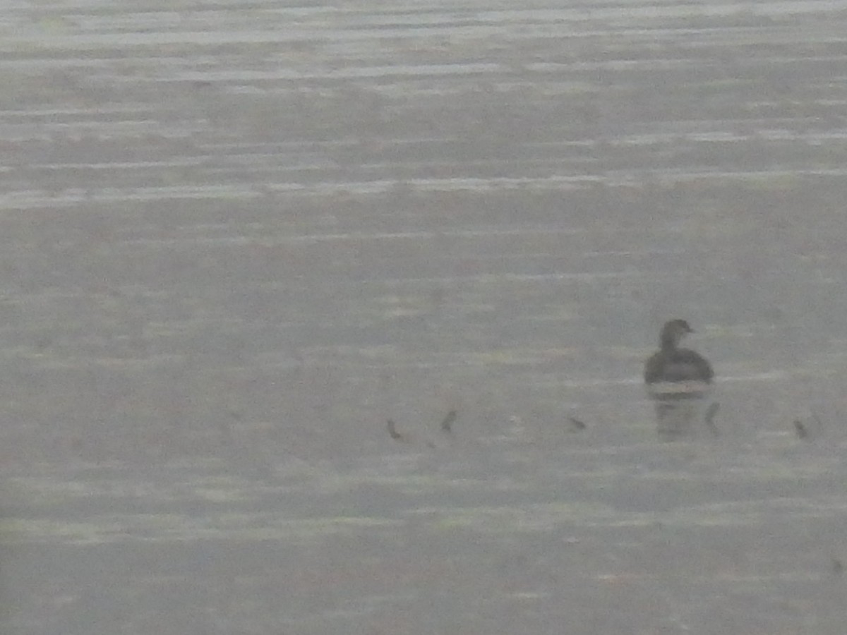 Pied-billed Grebe - ML624204659