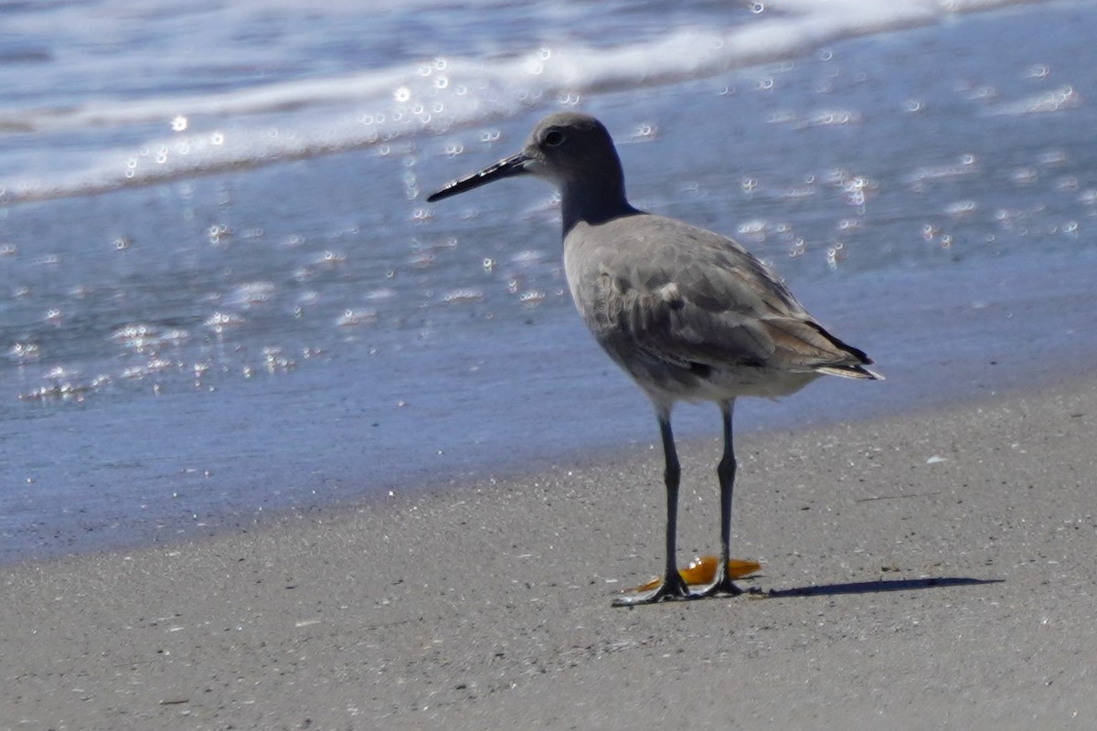 Willet - Dawn Hovey