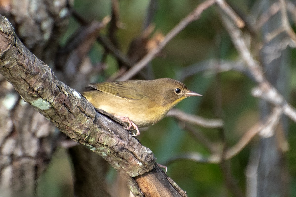 Common Yellowthroat (trichas Group) - ML624204688