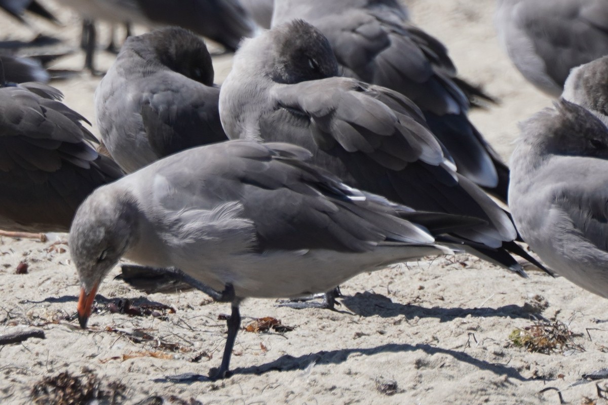 Heermann's Gull - ML624204699