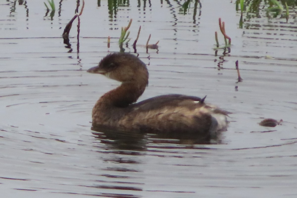 Pied-billed Grebe - ML624204701