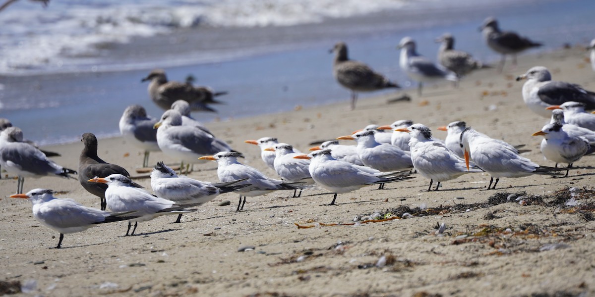 Royal Tern - ML624204702