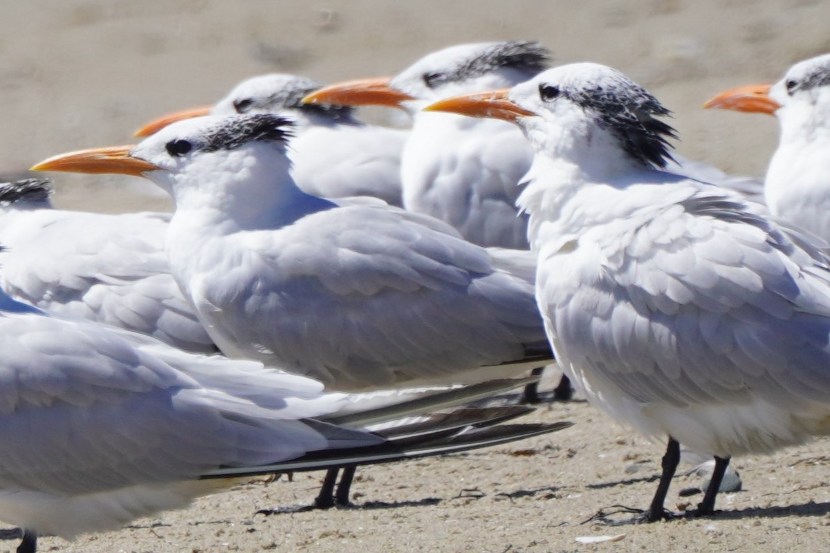 Royal Tern - ML624204716