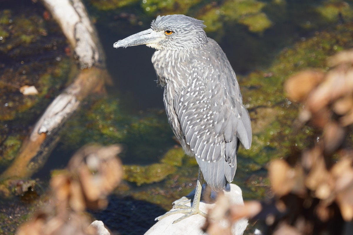 Yellow-crowned Night Heron - Dawn Hovey