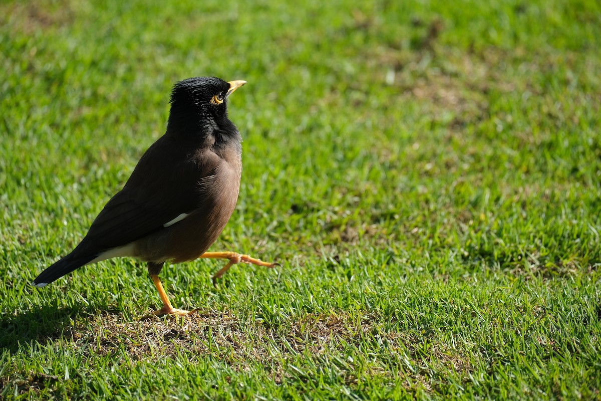 Common Myna - ML624204732