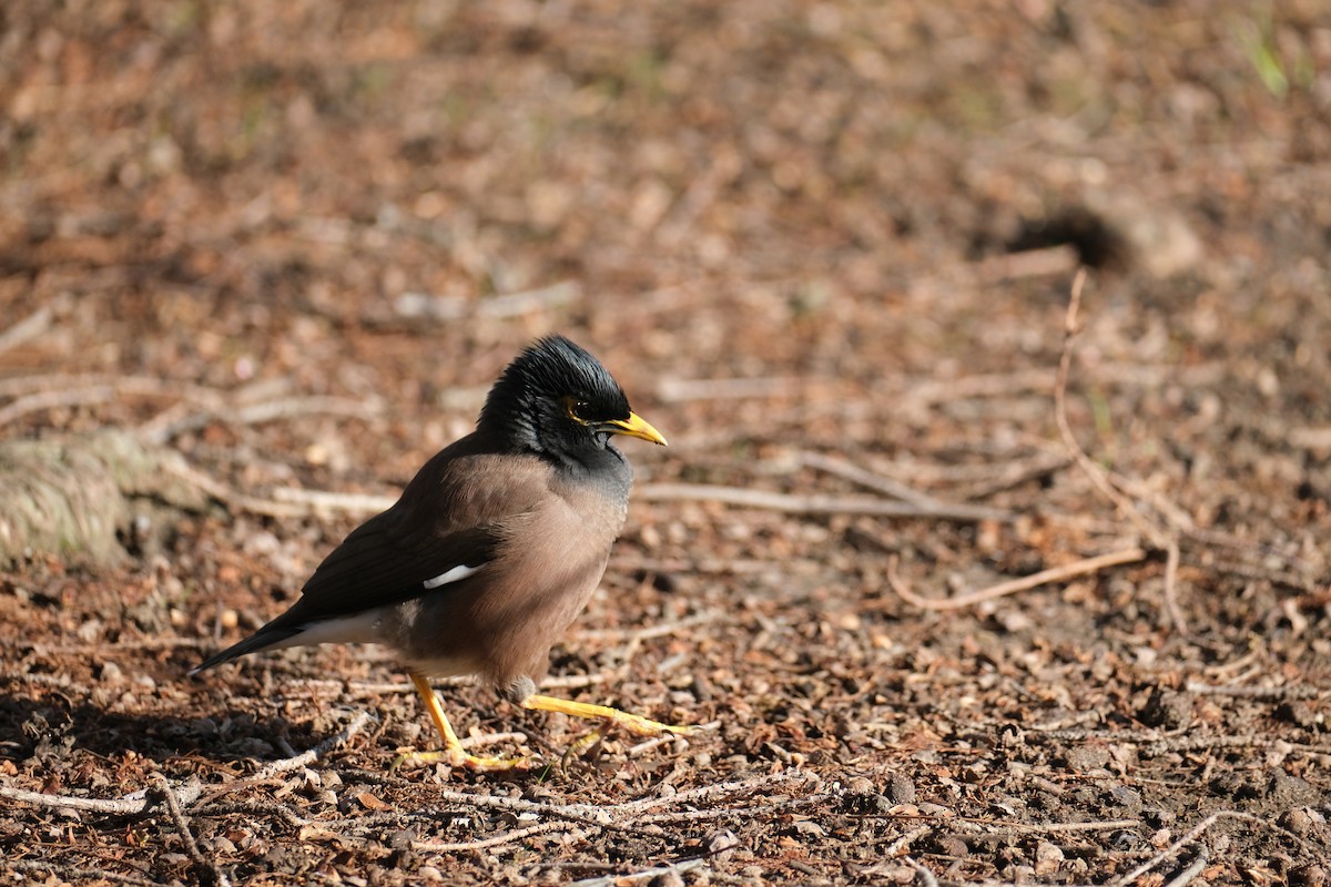 Common Myna - ML624204733