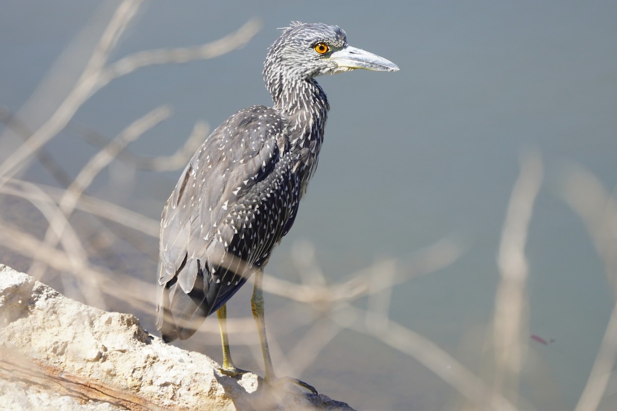 Yellow-crowned Night Heron - ML624204734