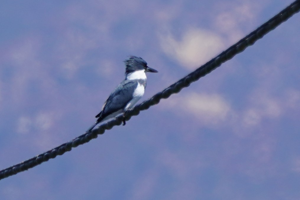 Belted Kingfisher - ML624204740