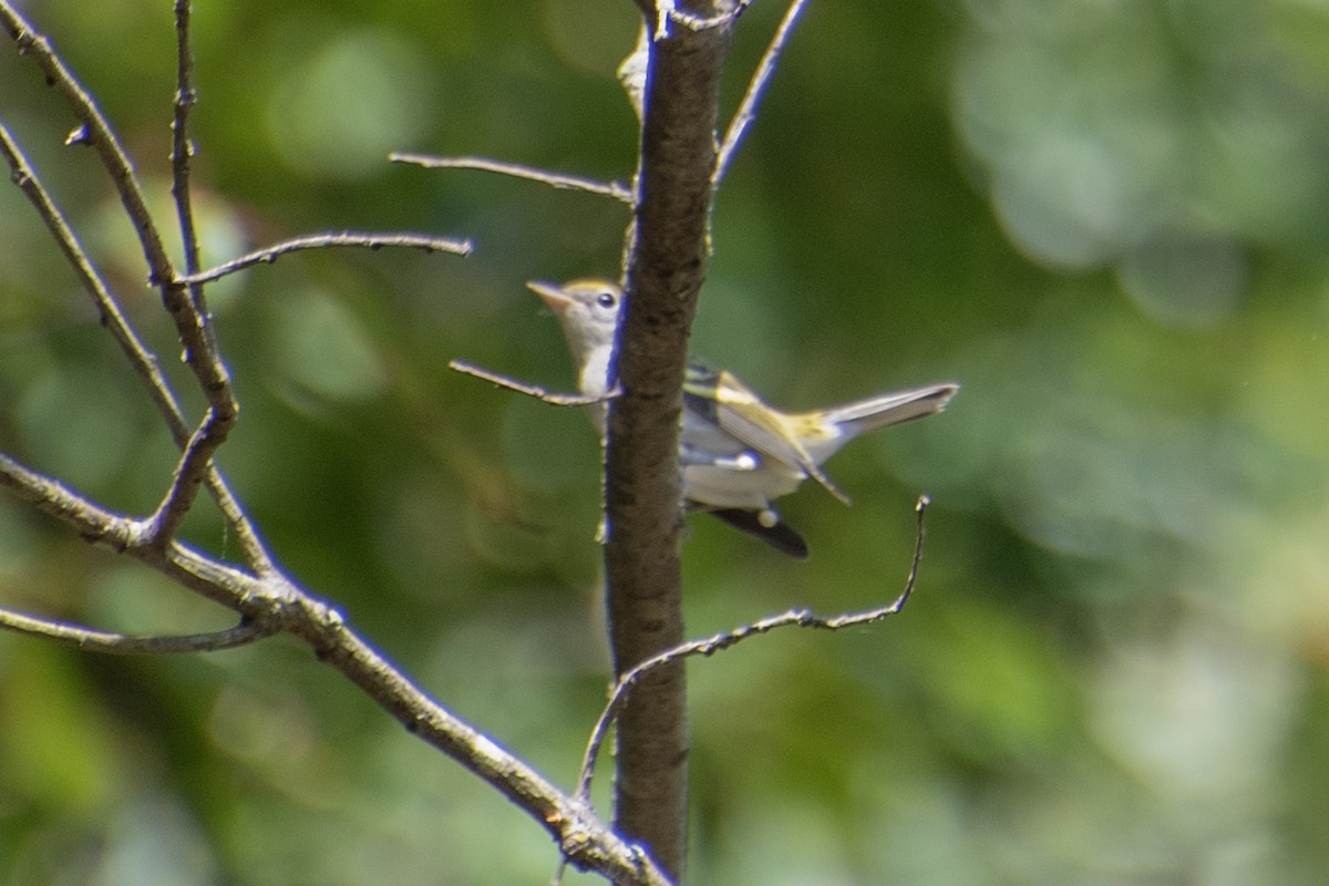 Chestnut-sided Warbler - ML624204750