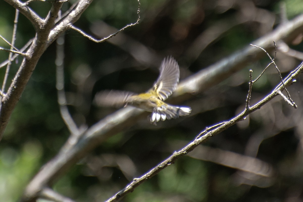 Chestnut-sided Warbler - Donna Wadsley