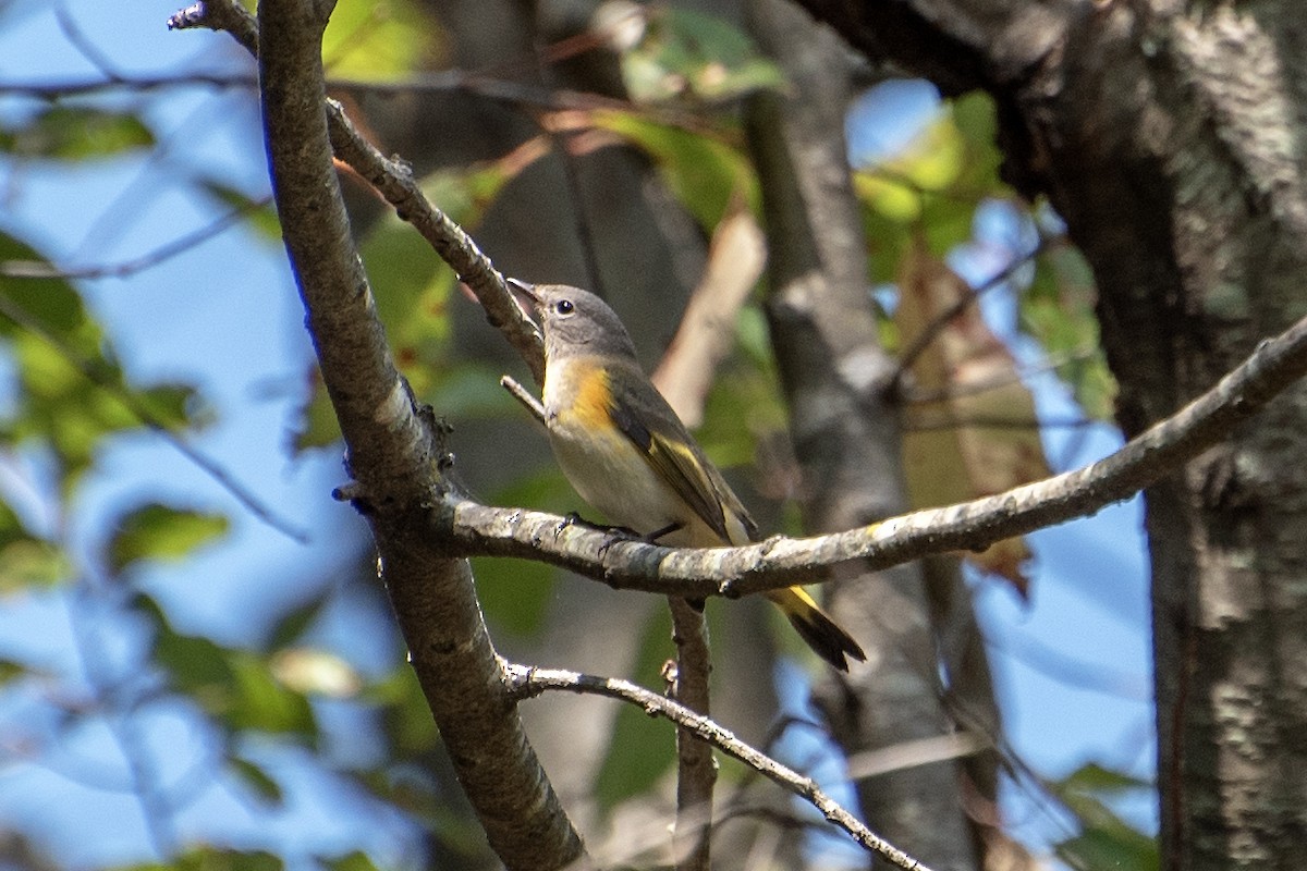 American Redstart - ML624204757