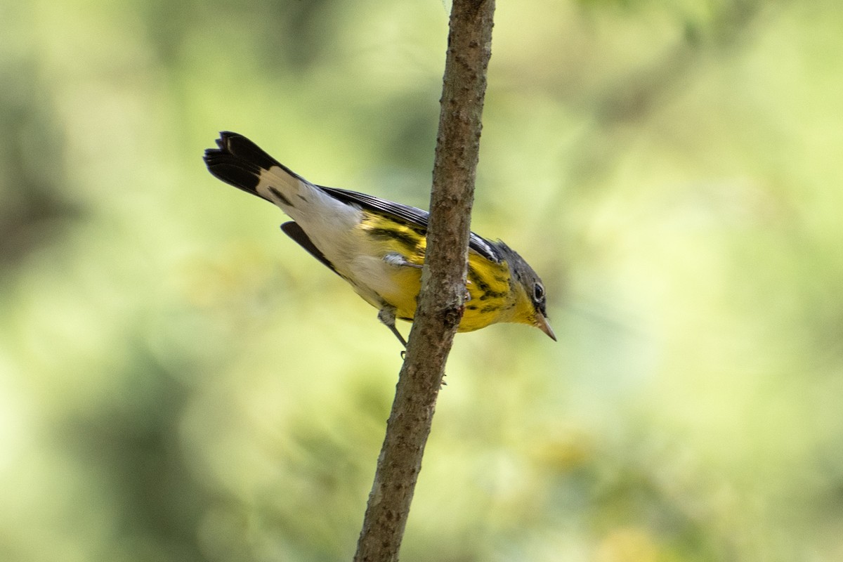 Magnolia Warbler - ML624204764