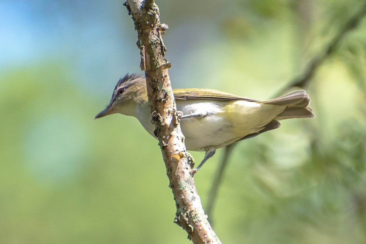 Red-eyed Vireo - ML624204770